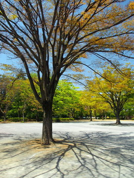 芽吹きの公園風景