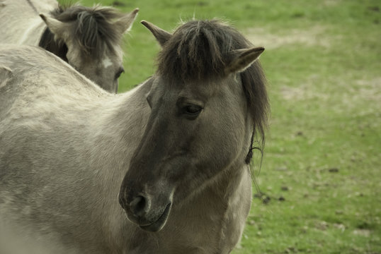 Tarpan, Polska