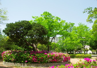躑躅咲く公園風景