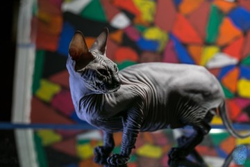 Obraz na płótnie Canvas sphinx cat
