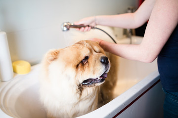 Chow chow at grooming salon having bath. Selective focus on dog's eye. 