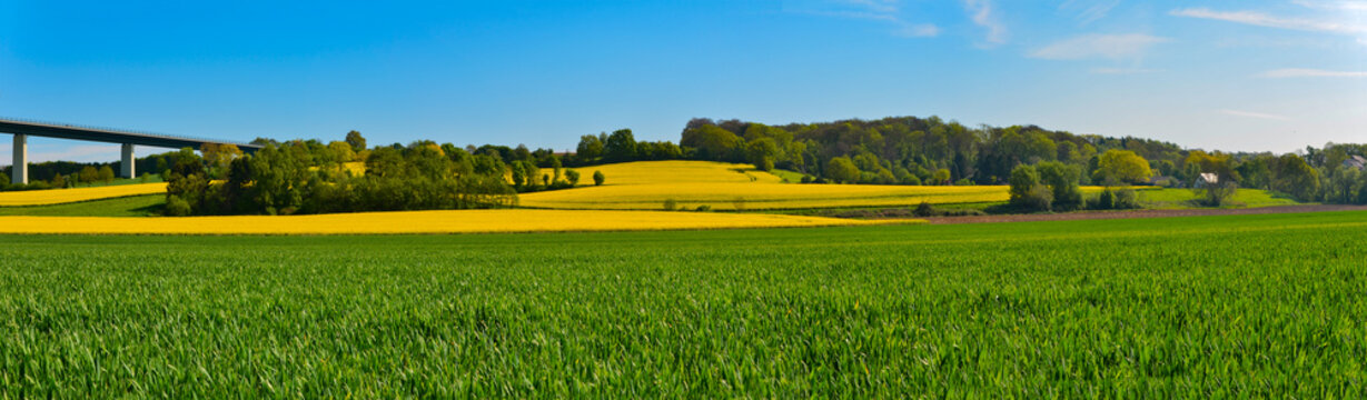 Fr&uuml;hlingshaftes Rapsfeld 