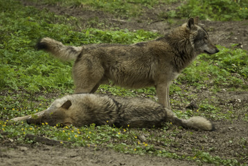 Wilki w rezerwacie przyrody 