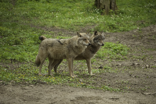 Wilki, Polska