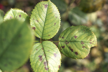 Downy mildew on the rose leaf / Peronospora sparsa