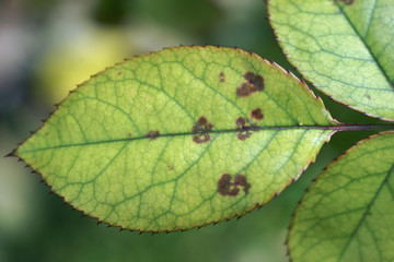 Downy mildew on the rose leaf / Peronospora sparsa © 7monarda
