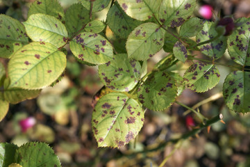 Downy mildew on the rose leaf / Peronospora sparsa - obrazy, fototapety, plakaty