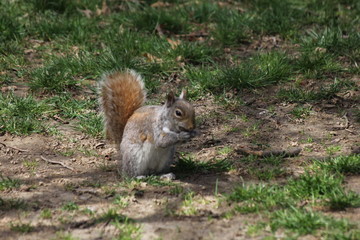 Cute squirrel in a park