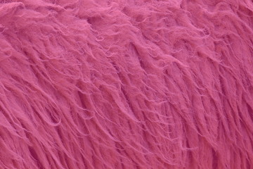 pink dye sheep fur