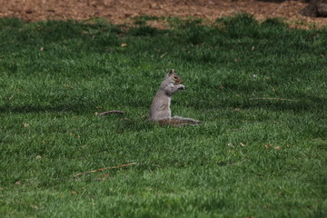 Cute squirrel in a park