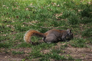 Cute squirrel in a park