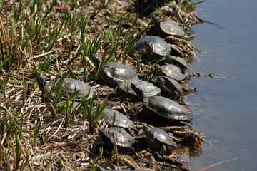 Group of turtles chilling at the bank