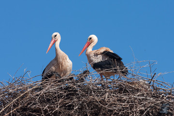 Cigognes au nid