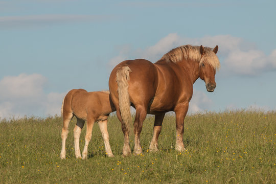 Chevaux Comtois