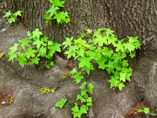モミジバフウの若葉