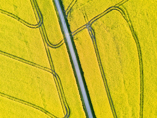 Drone aerial view of yellow rapeseed field with road and tracks