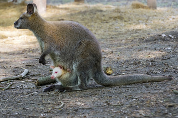 Grey and White © belizar