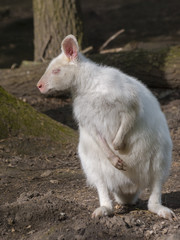 Albino red-necked wallaby