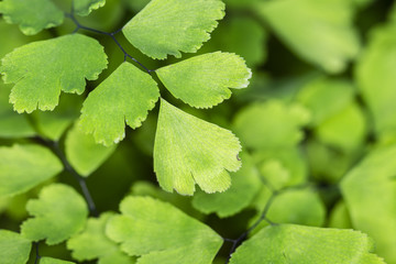 Adiantum raddianum, fern.