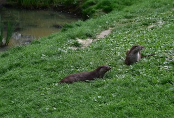 Otter on riverbank