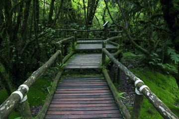 Fototapeta premium wooden bridge in the forest