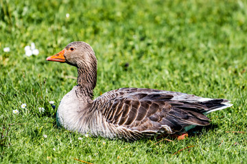 Eine Graugans auf einer Wiese