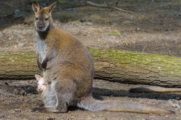 Albino baby, Gray mother © belizar