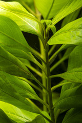 Naklejka na ściany i meble Green leaves of aquarium plants with stem.