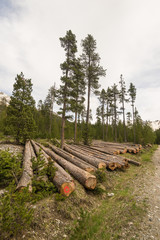 Deforestation in the Alps. Tree trunk stack from lumber industry in alpine woodland.