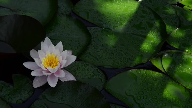 Instantly recognisable, waterlilies are possibly the most sought after of all waterplants. 