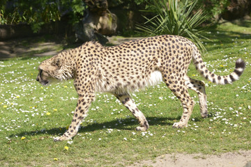 Closeup of profile African Cheetah (Acinonyx jubatus) walking on grass seen from profile