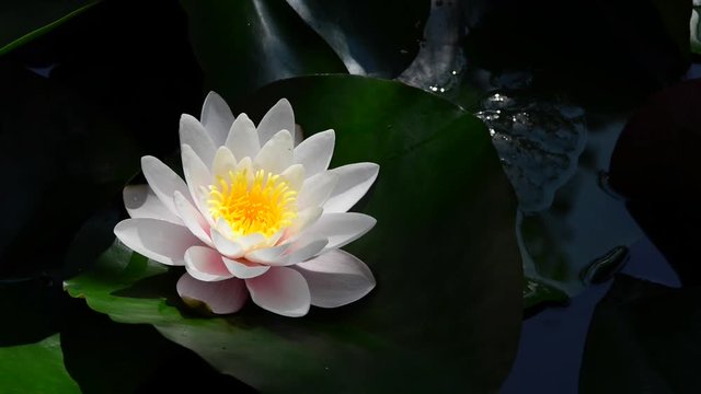 Instantly recognisable, waterlilies are possibly the most sought after of all waterplants. 