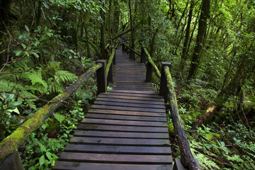 wooden bridge in the forest