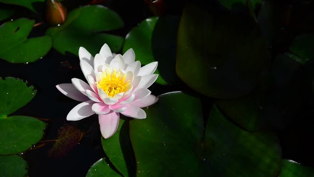 Instantly recognisable, waterlilies are possibly the most sought after of all waterplants. 