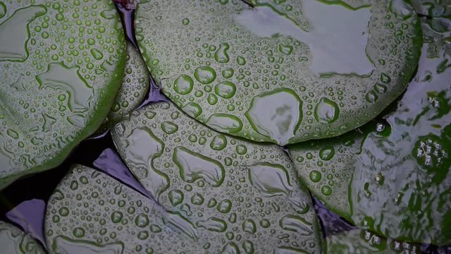 Instantly recognisable, waterlilies are possibly the most sought after of all waterplants. 