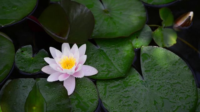 Instantly recognisable, waterlilies are possibly the most sought after of all waterplants. 