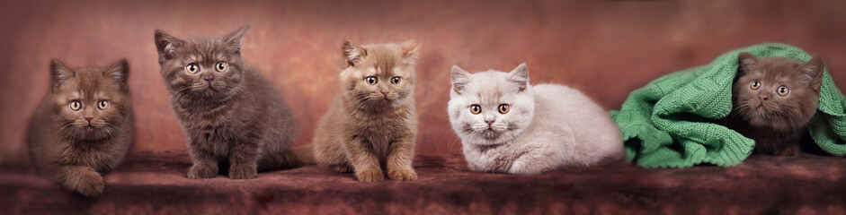 Fünf Babykatzen, BKH - Britisch Kurzhaar Banner