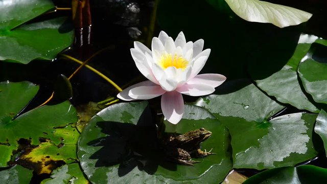 Instantly recognisable, waterlilies are possibly the most sought after of all waterplants. 
