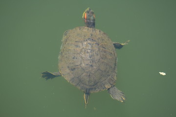 Obraz premium Turtle swimming in the water