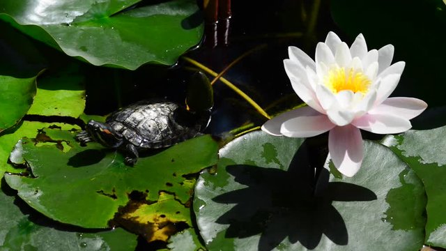 Instantly recognisable, waterlilies are possibly the most sought after of all waterplants. 