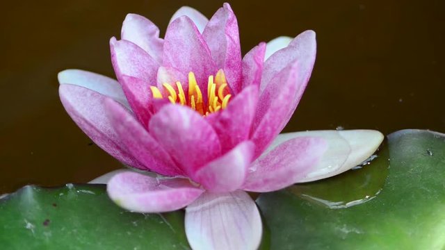 Instantly recognisable, waterlilies are possibly the most sought after of all waterplants. 