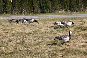 Uccelli a pranzo