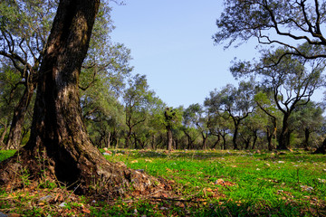 Olive Trees