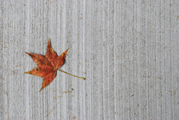 Naklejka na ściany i meble Maple leaf on cement floor