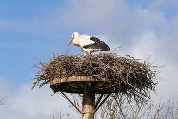 Stork Standing In Nest