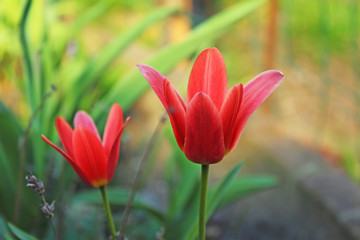 Blurred flower tuli background.