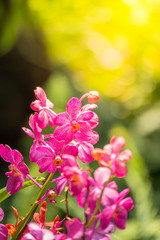 The background image of the colorful flowers