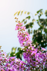 The background image of the colorful flowers