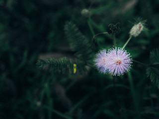 Mimosa flower
