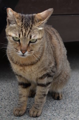 angry looking cat